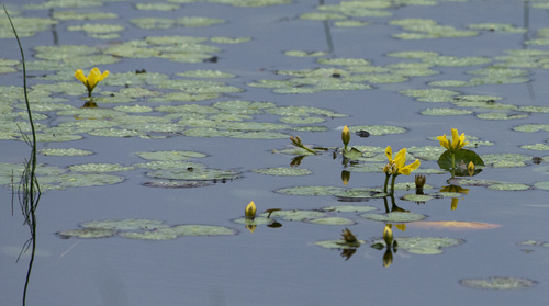 Nymphoides peltata (water fringe)