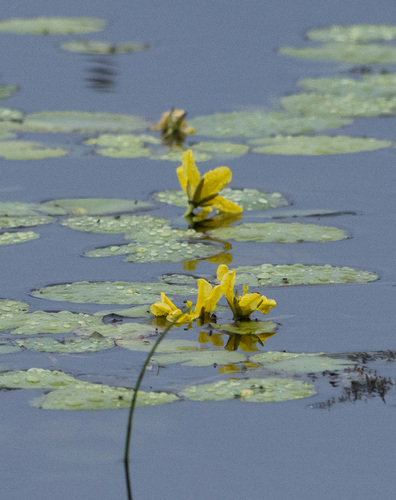 Nymphoides peltata (water fringe)