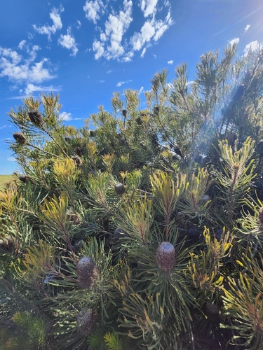 Banksia hookeriana (alternate view 8)