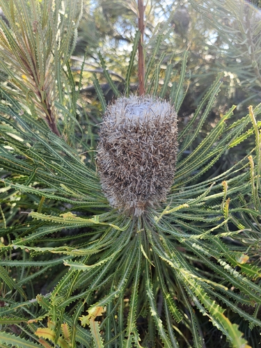 Banksia hookeriana (alternate view 9)