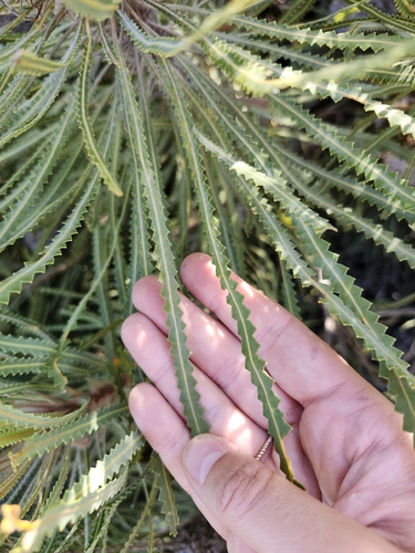 Banksia hookeriana (alternate view 10)