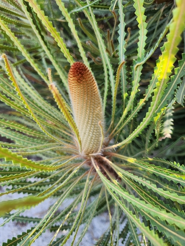 Banksia hookeriana (alternate view 11)