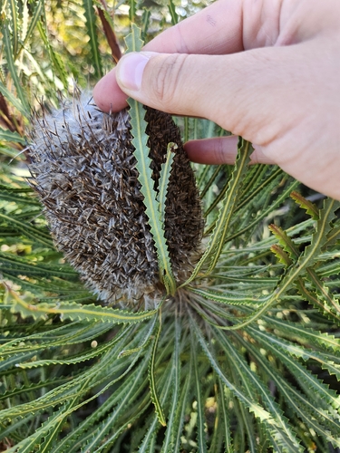 Banksia hookeriana (alternate view 12)