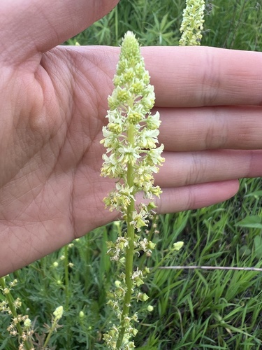 Reseda lutea (Wild Mignonette)