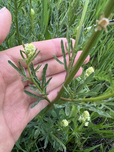 Reseda lutea (Wild Mignonette)