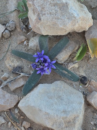 Scilla (Squills) (alternate view 3)