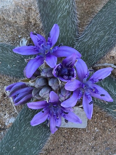 Scilla (Squills) (alternate view 4)