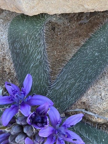 Scilla (Squills) (alternate view 5)
