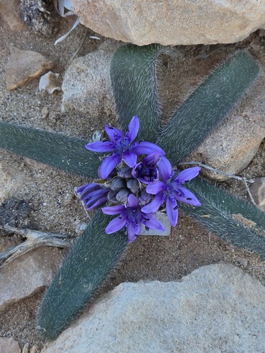 Scilla (Squills) (alternate view 6)
