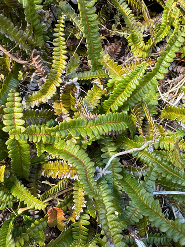 Blechnum penna-marina (Alpine Water Fern)