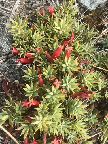 Styphelia humifusa (Cranberry Heath) (alternate view 4)