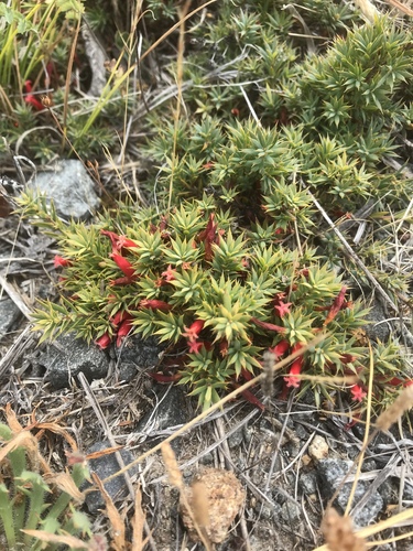 Styphelia humifusa (Cranberry Heath) (alternate view 5)