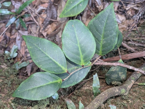 Embelia australiana (Embelia) (alternate view 2)