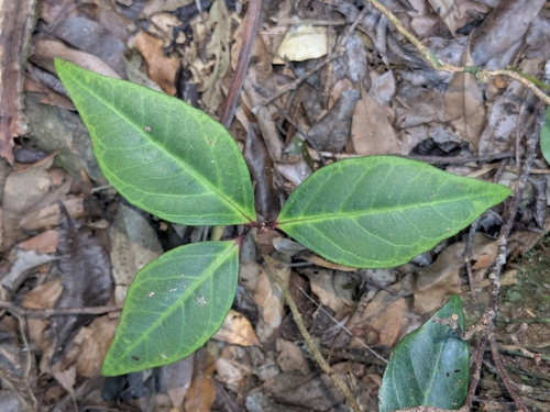 Embelia australiana (Embelia) (alternate view 3)