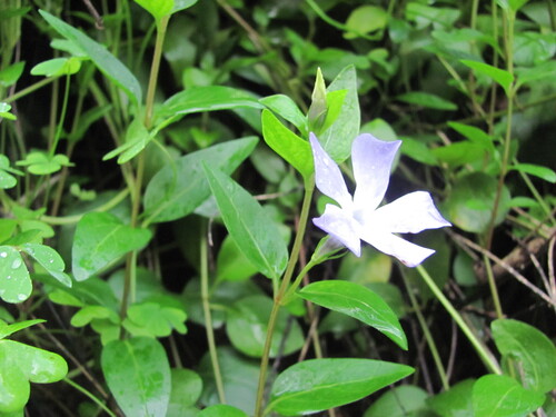 Vinca difformis (Intermediate Periwinkle)