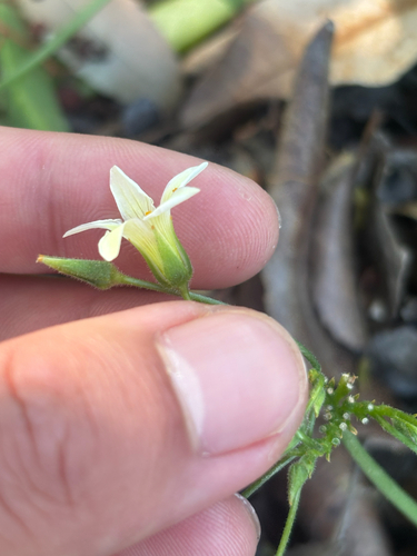 Oxalis pes-caprae (Bermuda buttercup)