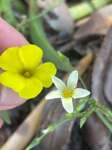 Oxalis pes-caprae (Bermuda buttercup)
