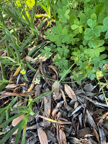 Oxalis pes-caprae (Bermuda buttercup)