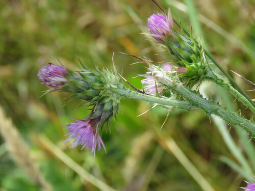Carduus tenuiflorus (slenderflower thistle) (alternate view 4)