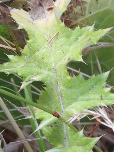 Carduus tenuiflorus (slenderflower thistle) (alternate view 5)