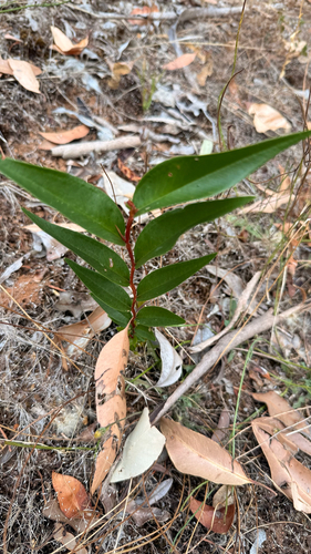 Agonis flexuosa (Western Australian Peppermint) (alternate view 6)