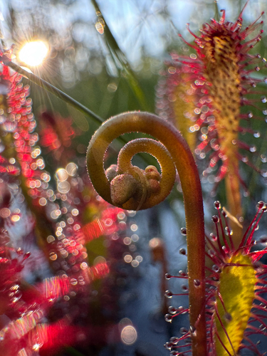 Drosera anglica (Great Sundew)