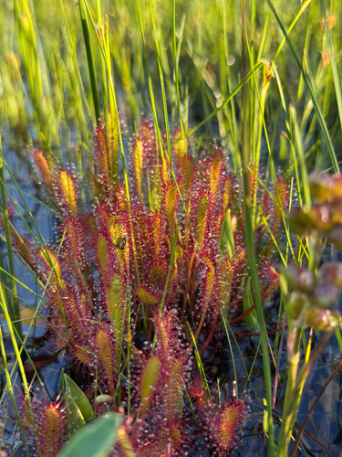 Drosera anglica (Great Sundew)