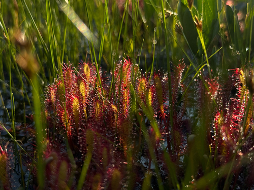 Drosera anglica (Great Sundew)