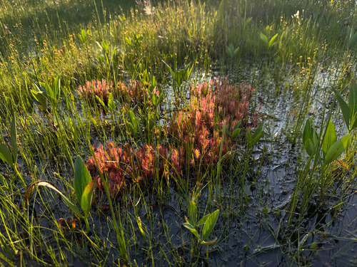 Drosera anglica (Great Sundew)
