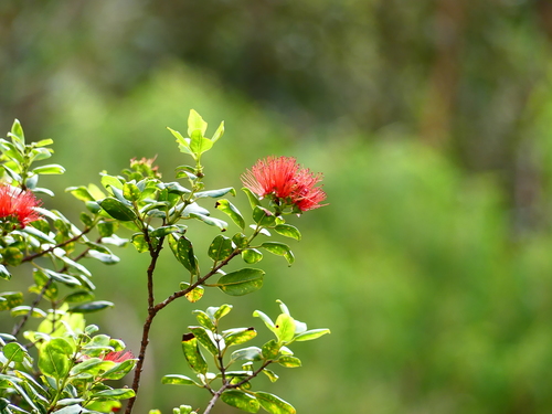 Metrosideros polymorpha (ʻŌhiʻa Lehua) (alternate view 6)