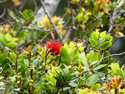 Metrosideros polymorpha (ʻŌhiʻa Lehua) (alternate view 7)