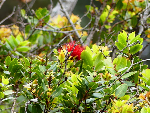 Metrosideros polymorpha (ʻŌhiʻa Lehua) (alternate view 8)