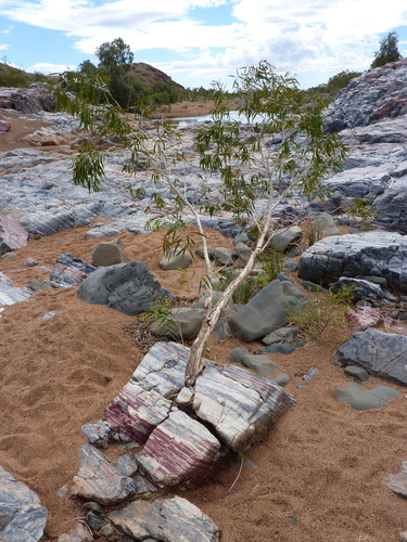 Melaleuca leucadendra (Weeping Paperbark) (alternate view 4)