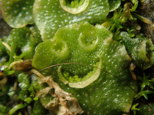 Lunularia cruciata (Crescent-cup liverwort)