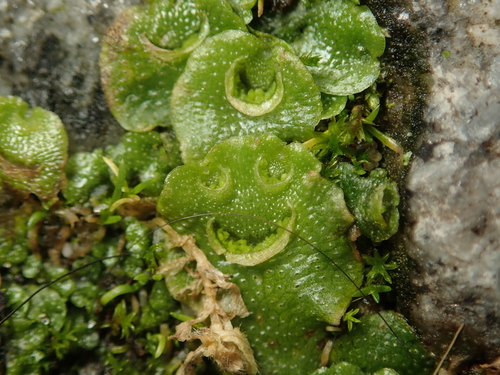 Lunularia cruciata (Crescent-cup liverwort)