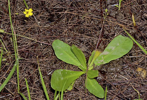 Goodenia mystrophylla (wild pansies)