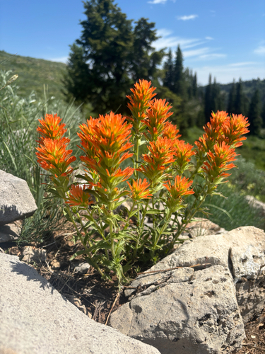 Castilleja applegatei (wavyleaf paintbrush)