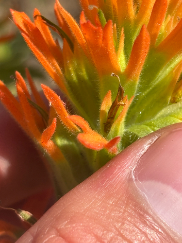 Castilleja applegatei (wavyleaf paintbrush) (alternate view 4)