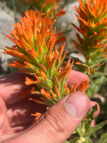 Castilleja applegatei (wavyleaf paintbrush) (alternate view 2)