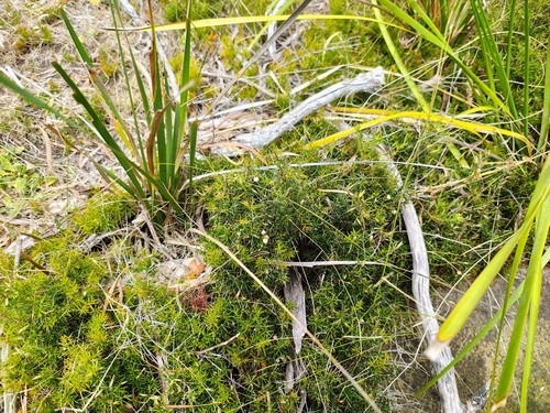 Lissanthe strigosa (peach heath) (alternate view 4)
