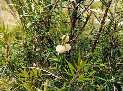 Lissanthe strigosa (peach heath)