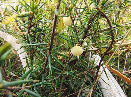 Lissanthe strigosa (peach heath) (alternate view 2)