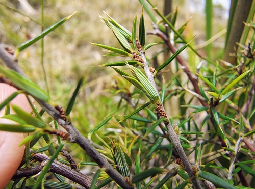 Lissanthe strigosa (peach heath) (alternate view 3)