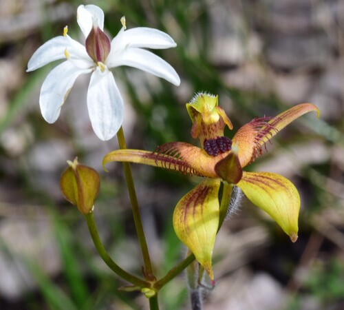 Burchardia congesta (Milkmaids) (alternate view 9)
