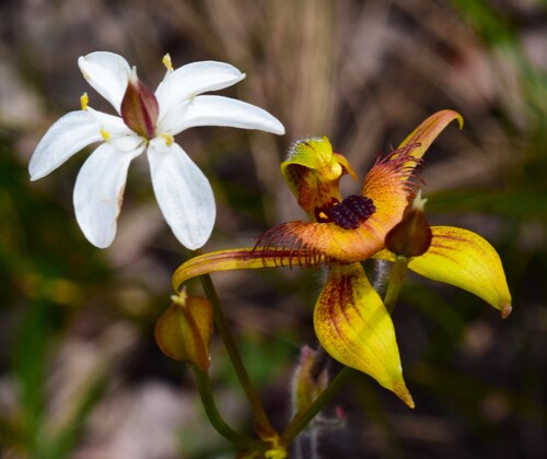 Burchardia congesta (Milkmaids) (alternate view 10)