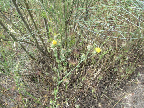 Centaurea melitensis (Maltese star-thistle) (alternate view 3)