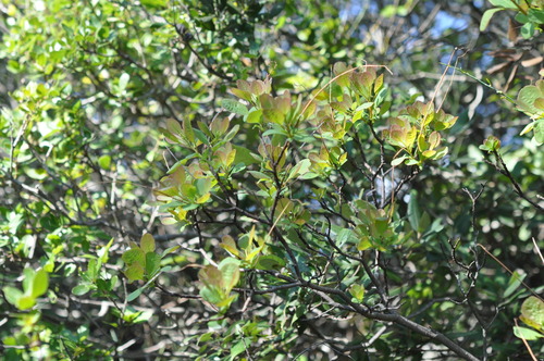 Cotinus coggygria (smoke tree, smoke bush) (alternate view 11)