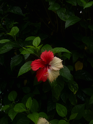 Hibiscus × archeri (Red Hibiscus) (alternate view 8)