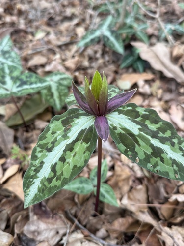Trillium decipiens (alternate view 2)