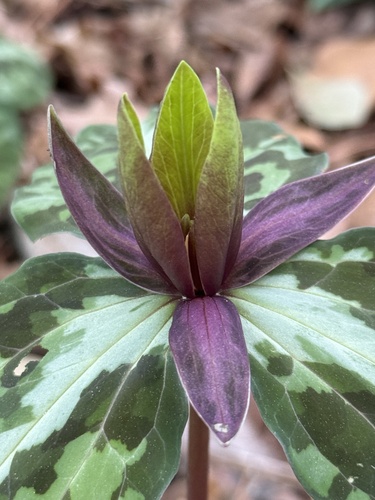 Trillium decipiens (alternate view 3)